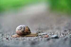 A snail slithering across a road. Wild Wattle Digital's analogy for How to Improve your website speed