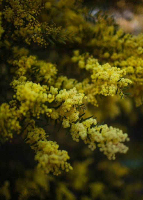 Close-up photo of vibrant yellow wattle blossoms clustered on dark green foliage, with a soft-focus background, capturing the natural beauty and intricate details of the flowers